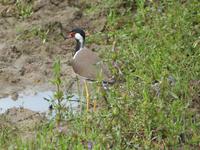 Safari im Yale-Nationalpark