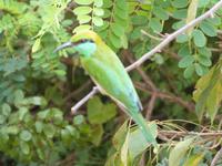 Safari im Yale-Nationalpark