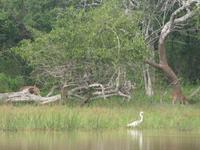 Safari im Yale-Nationalpark