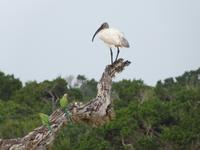 Safari im Yale-Nationalpark