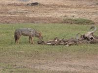 Safari im Yale-Nationalpark