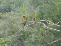 Safari im Yale-Nationalpark