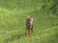 Safari im Yale-Nationalpark