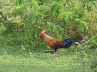 Safari im Yale-Nationalpark