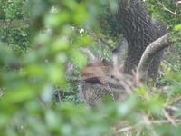 Safari im Yale-Nationalpark