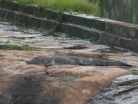 Safari im Yale-Nationalpark