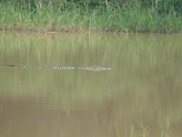 Safari im Yale-Nationalpark