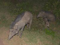 Safari im Yale-Nationalpark