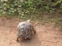 Safari im Yale-Nationalpark