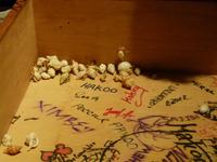 Krabben-Rennen im Hotel