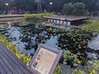 461. Kieferwald Hügel Hualien, Ostküste Taiwan