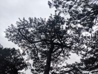 463. Kieferwald Hügel Hualien, Ostküste Taiwan