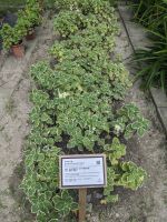 476. Gaeavilla Resort Außengelände, Hualien, Ostküste Taiwan