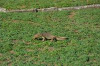 48 Leguan