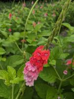 480. Gaeavilla Resort Außengelände, Hualien, Ostküste Taiwan