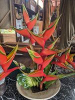 492. Mittagessen bei den Ureinwohnern, Ostküste Taiwan