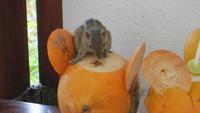 0006 Freches Streifenhörnchen auf Königskokosnuss im Hotel Mount Lavinia