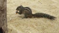 0150 Am Strand vom Hotel Mount Lavinia - Streifenhörnchen