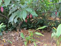 0338 Matale - Besuch des Gewürzgartens - Kakao