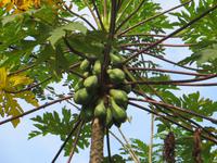 0338 Matale - Besuch des Gewürzgartens - Papaya
