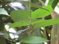 0342 Matale - Besuch des Gewürzgartens - Pfeffer