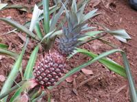 0345 Matale - Besuch des Gewürzgartens - Wilde Ananas