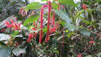 0386 Kandy - Botanischer Garten -