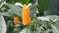 0389 Kandy - Botanischer Garten -