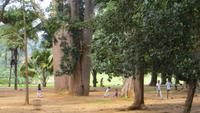 0390 Kandy - Botanischer Garten -
