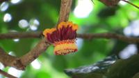 0391 Kandy - Botanischer Garten -