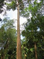 0394 Kandy - Botanischer Garten -