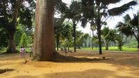 0396 Kandy - Botanischer Garten -