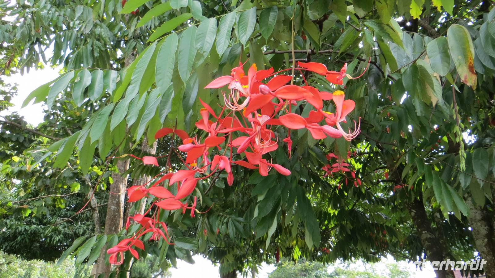 0410 Kandy - Im Botanischer Garten -