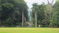 0411 Kandy - Im Botanischer Garten -