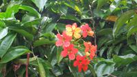 0416 Kandy - Im Botanischer Garten -