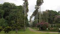 0417 Kandy - Im Botanischer Garten -