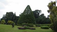 0418 Kandy - Im Botanischer Garten -