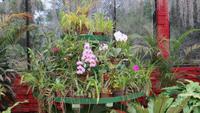 0420 Kandy - Im Botanischer Garten - Orchideenhaus