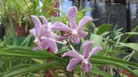 0424 Kandy - Im Botanischer Garten - Orchideenhaus