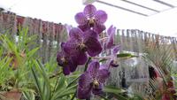 0428 Kandy - Im Botanischer Garten - Orchideenhaus