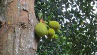 0431 Kandy - Im Botanischer Garten - Jackfrucht