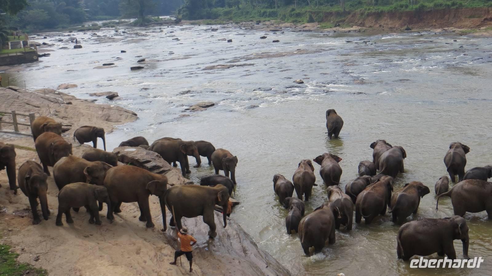 0487 Punawela - Elefanten-Waisenhaus Elefanten baden im Fluss