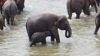 0492 Punawela - Elefanten-Waisenhaus Elefanten baden im Fluss