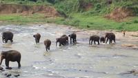 0495 Punawela - Elefanten-Waisenhaus Elefanten baden im Fluss