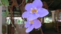 0516 Punawela - Orchidee