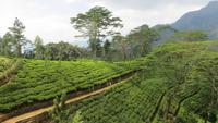 0579 Fahrt nach Nuwara Eliya - Teeplantage