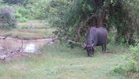 0726 Im Yala-Nationalpark - Wasserbüffel