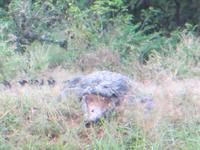 0738 Im Yala-Nationalpark -Krokodil