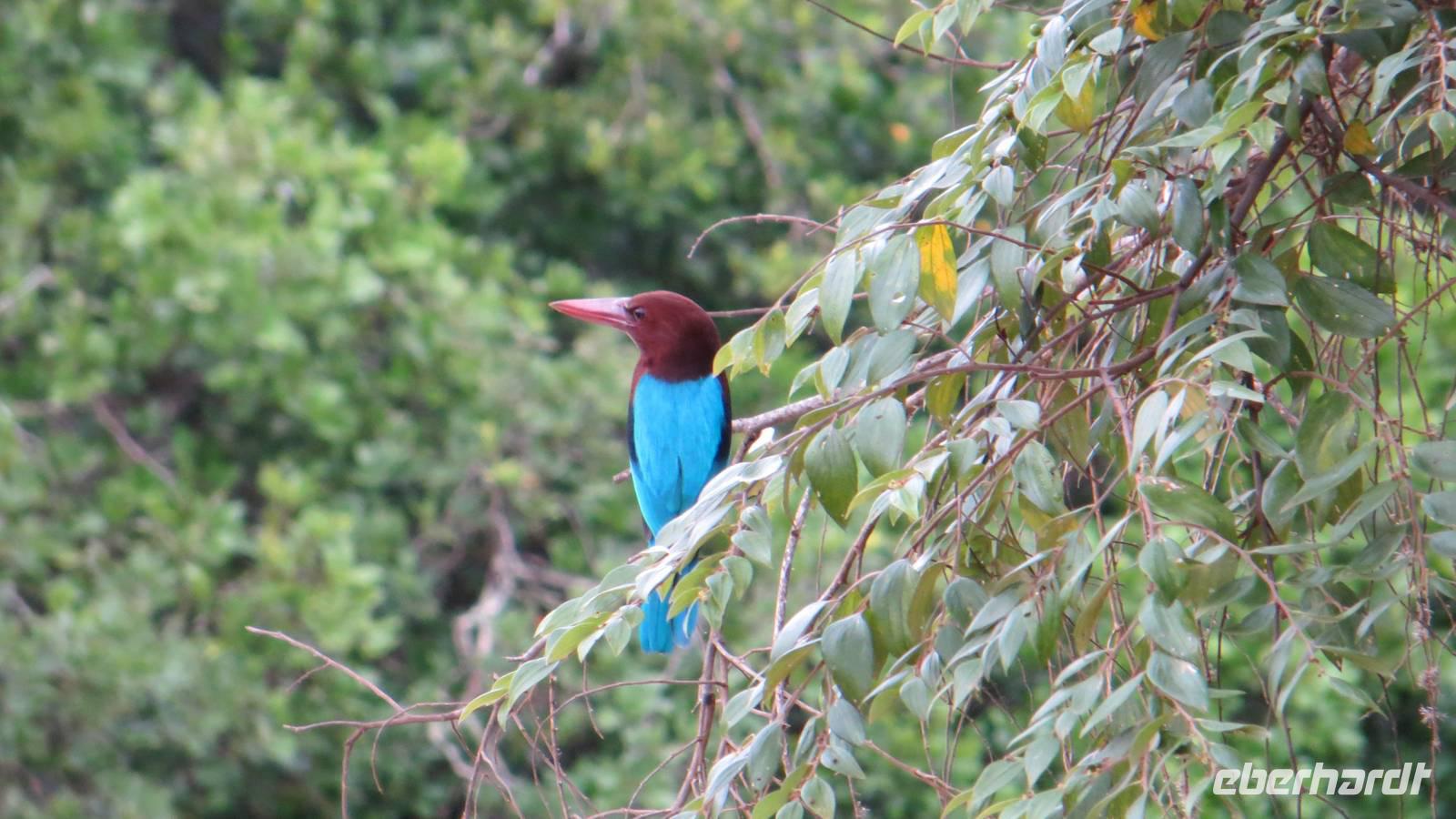 0742 Im Yala-Nationalpark -Eisvogel