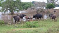 0766 Im Yala-Nationalpark - Wasserbüffel